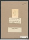 Coscinodiscus punctatus var. rhombicus (Castr.) Rattr. (de-Toni-Nr.: Genus 202, Species 5032) Zeichnungen Sammlung Grunow Nr. 8757 (NHMW-BOT-W0378347)